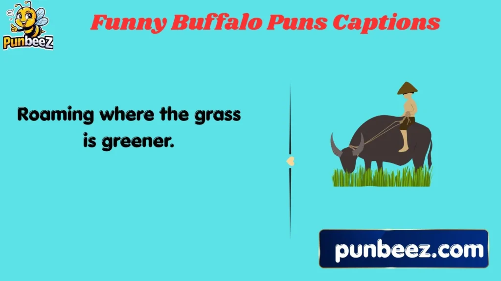 Funny Buffalo Puns Captions