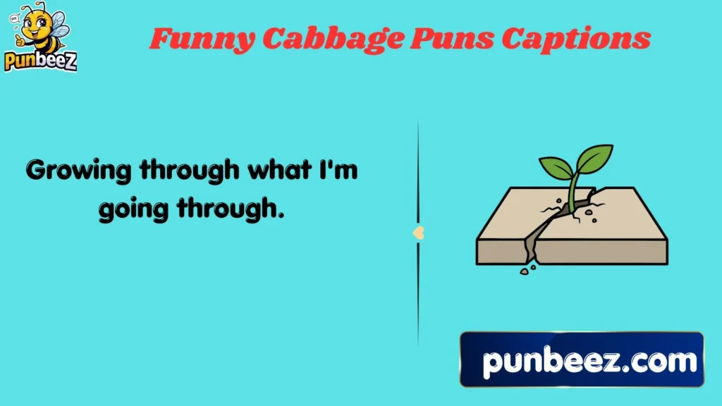 Funny Cabbage Puns Captions